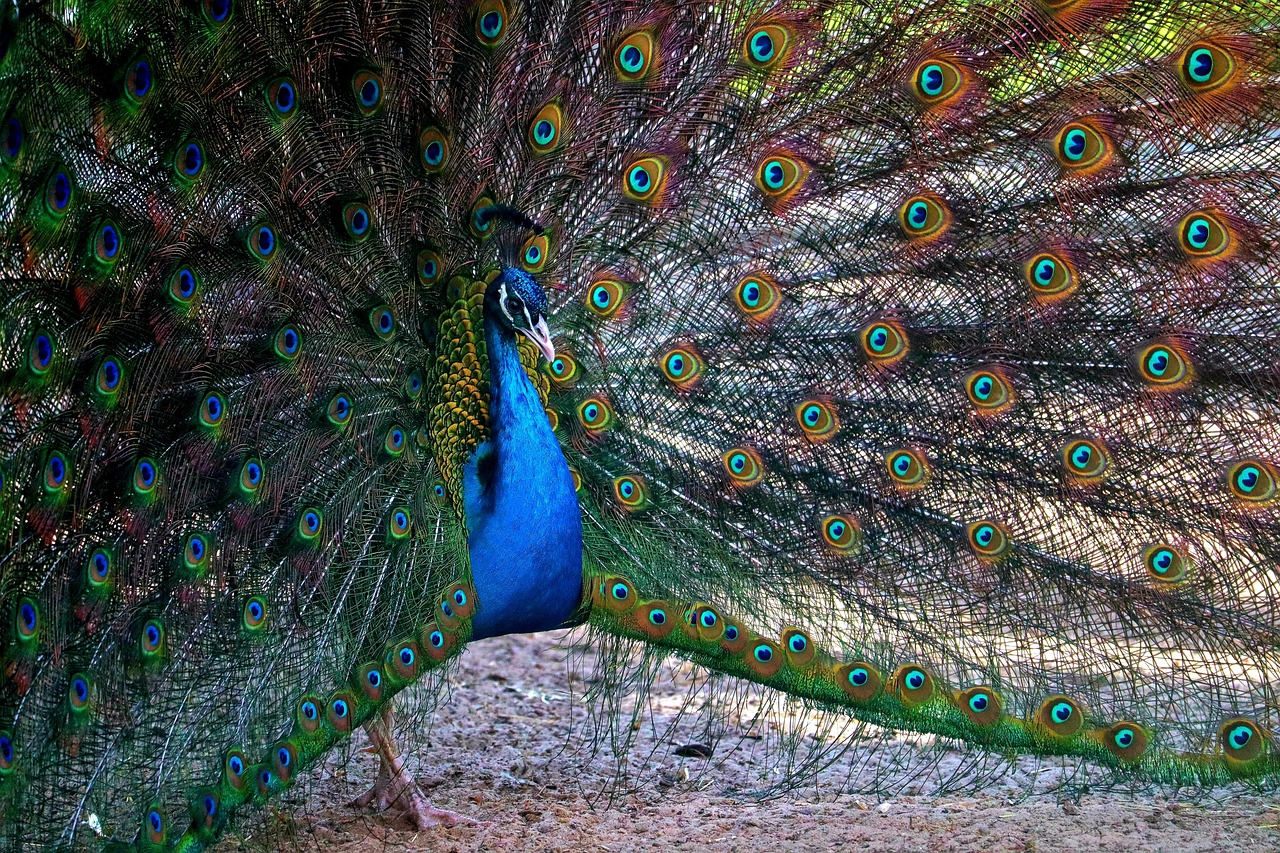 peacock, bird, feathers, blue peacock, peacock feathers, avian, nature, ornithology, animal