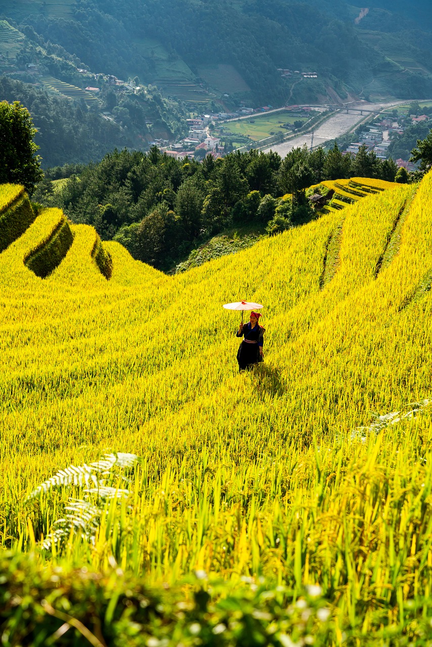 mountains, plateau, nature, step, field, people, rice, countryside, outdoors, agriculture