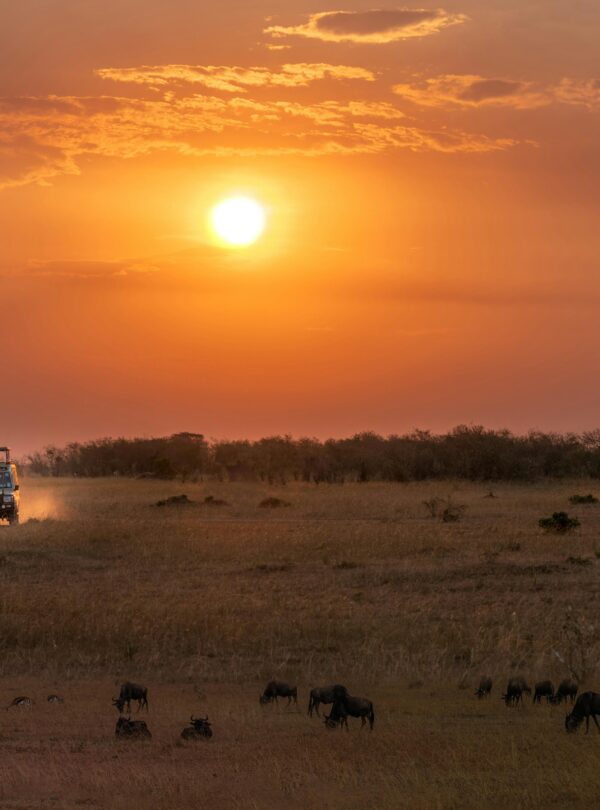 A stunning safari adventure at sunset with wildlife in the African savannah, showcasing natural beauty.