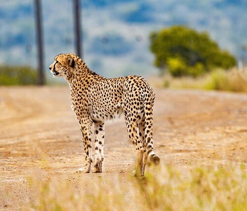 cheetah, animal, safari, cat, wild cat, big cat, feline, pet, south african cheetah, nature, mammal, wild animal, predator, wildlife, fauna, wilderness, jungle, kenya, africa