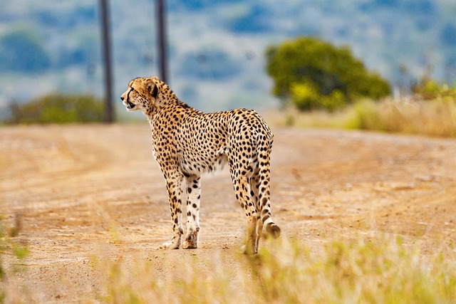 cheetah, animal, safari, cat, wild cat, big cat, feline, pet, south african cheetah, nature, mammal, wild animal, predator, wildlife, fauna, wilderness, jungle, kenya, africa