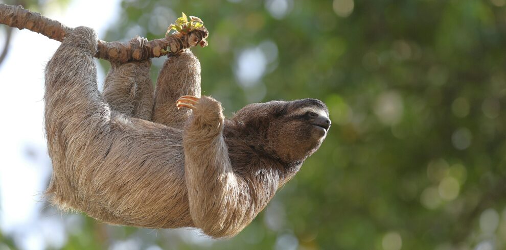 A three-toed sloth hangs leisurely on a tree branch amidst lush green foliage.