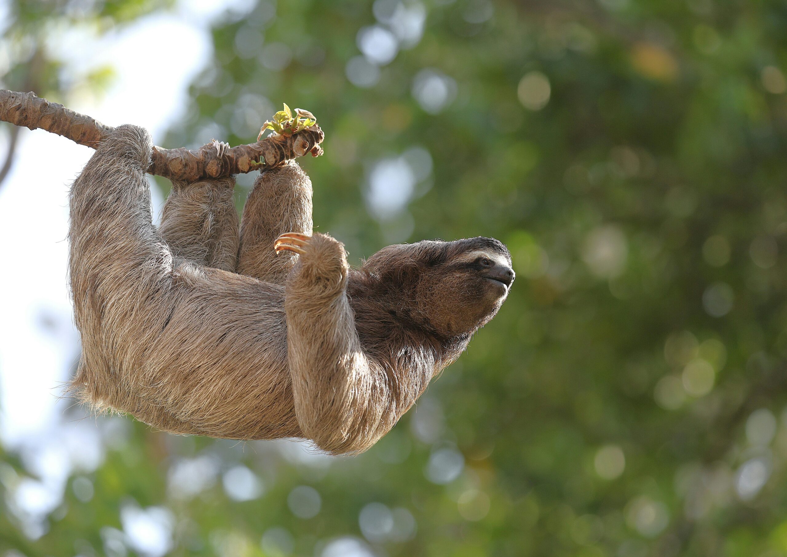A three-toed sloth hangs leisurely on a tree branch amidst lush green foliage.