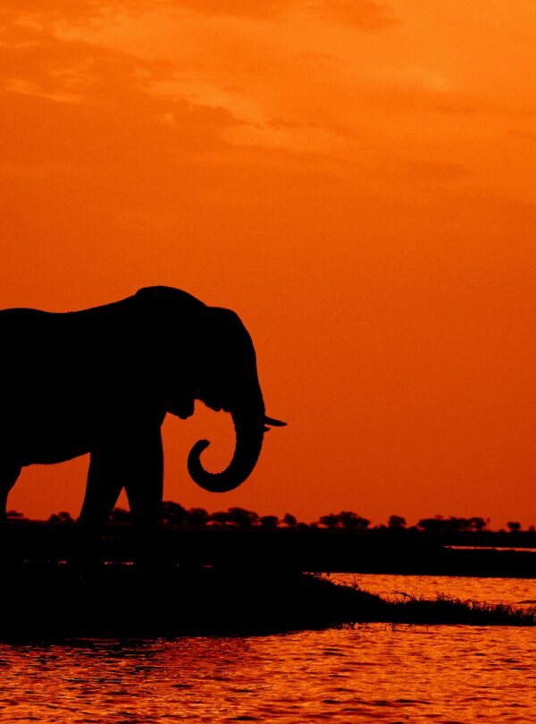 Silhouette of an elephant by a riverbank during a vibrant orange sunset in the African wilderness.