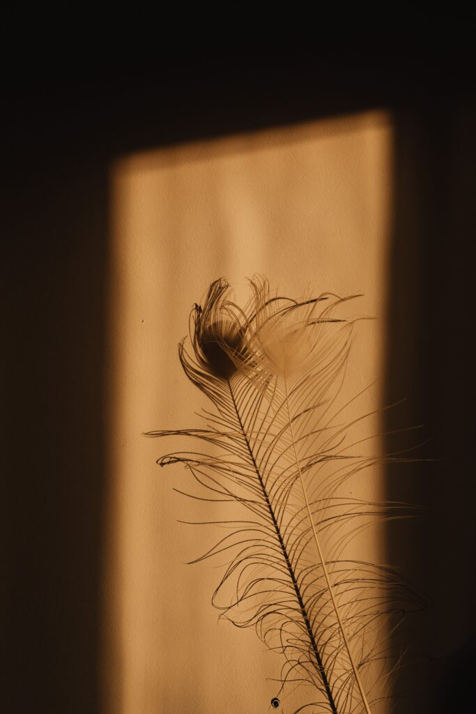 Artistic silhouette of a feather highlighted by sunset light casting shadows on a wall.
