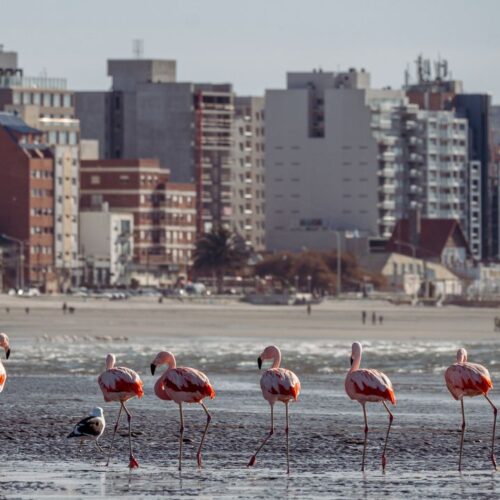 A scenic view of flamingos near the cityscape of Puerto Madryn.