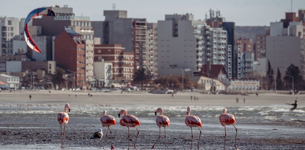 A scenic view of flamingos near the cityscape of Puerto Madryn.