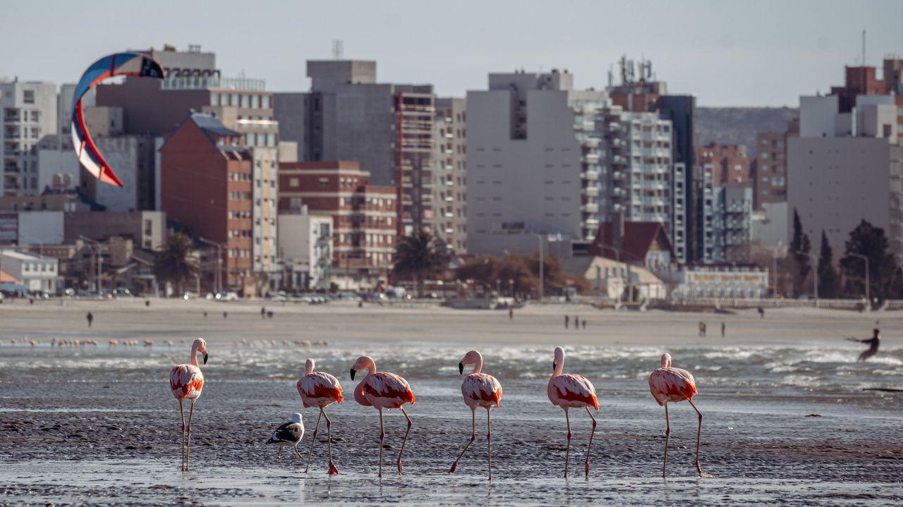 A scenic view of flamingos near the cityscape of Puerto Madryn.