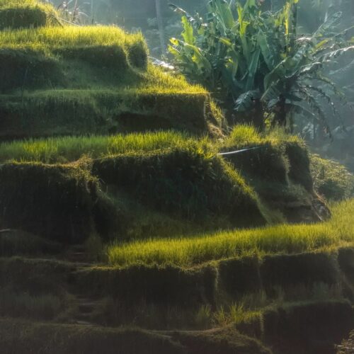 Bali Honeymoon – 8 Days of Rice Terraces, Temples & Five-Star Pool Villas