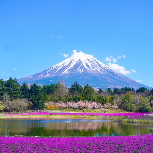 Mount Fuji above spring flowers, a classic view on a 14 day Japan itinerary