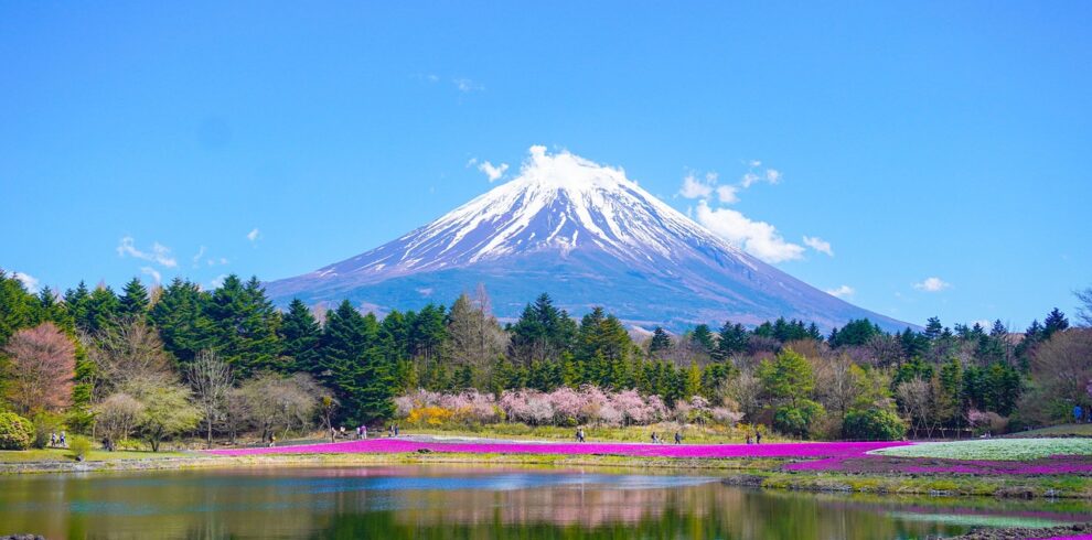 Mount Fuji above spring flowers, a classic view on a 14 day Japan itinerary